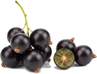 blackcurrant